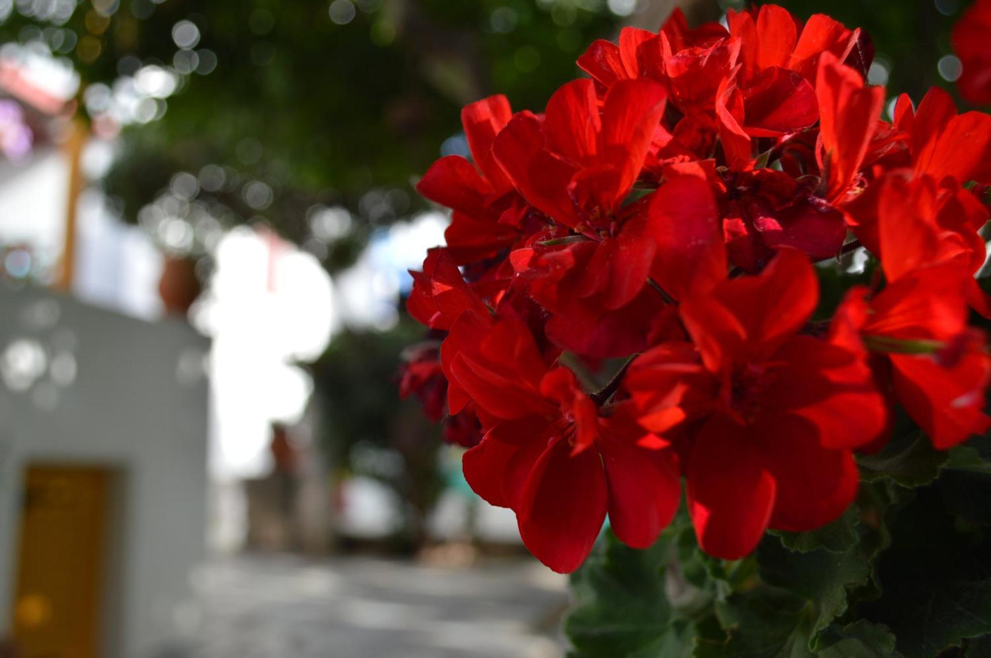 Aegean Village Parikia  Bagian luar foto