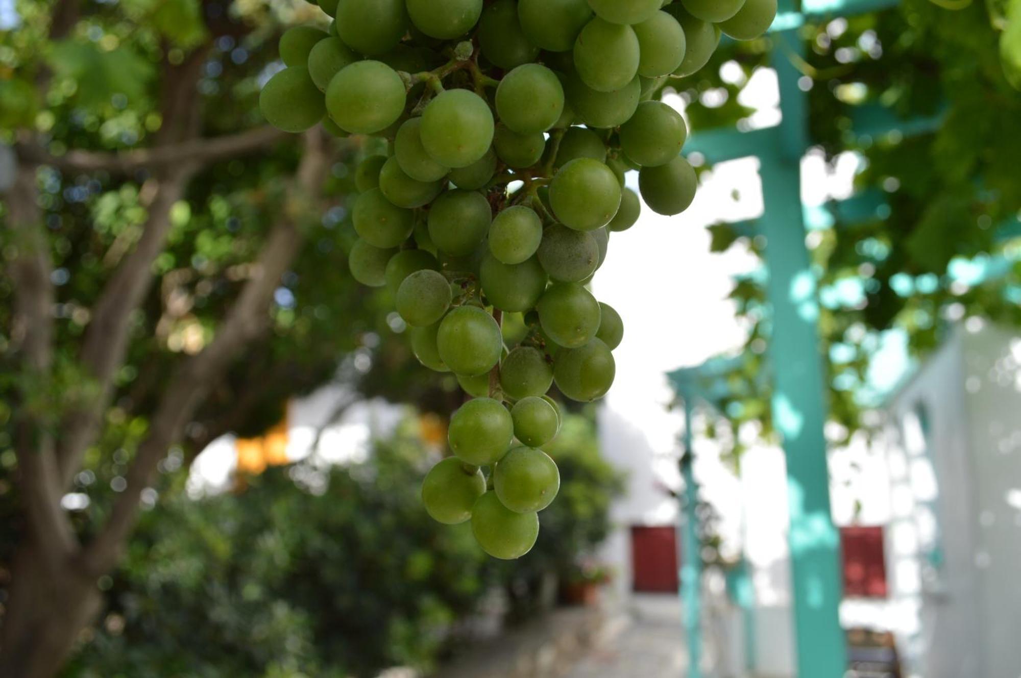 Aegean Village Parikia  Bagian luar foto